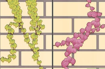 How to Grow Ivy on a Brick Wall