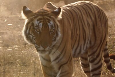 Putting The Pugmarks of Project Tiger's Journey through The Years under The Lens