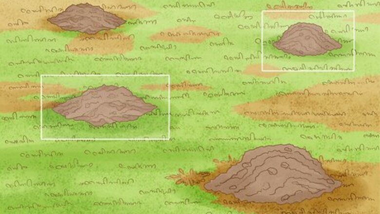 How to Get Rid of Moles in Your Garden