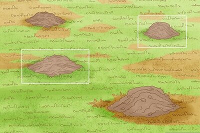 How to Get Rid of Moles in Your Garden