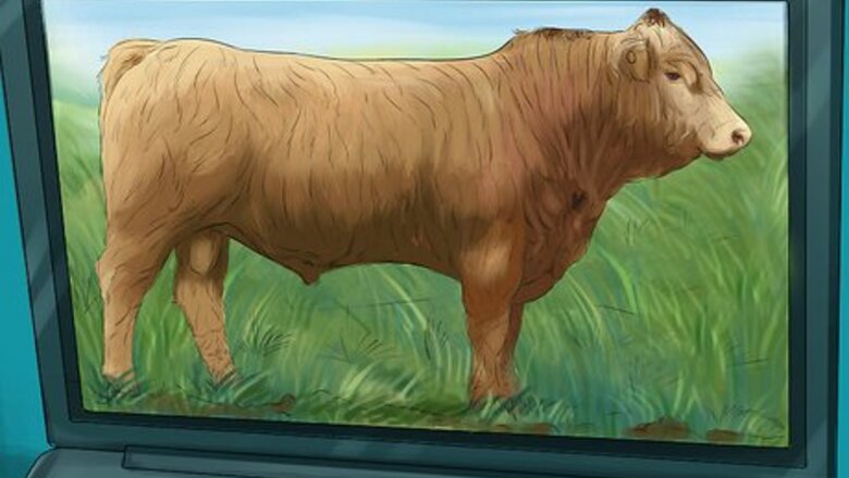 How to Identify Gelbvieh Cattle