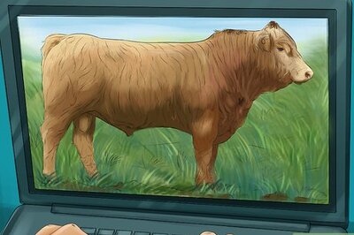 How to Identify Gelbvieh Cattle