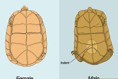 How to Breed Turtles