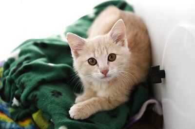 Drug Used to Treat Coronavirus Infections in Cats May Be Effective Against Covid-19: Study