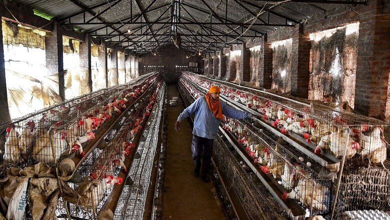 Bird Flu Outbreak: Don't Eat Half-Boiled Eggs and Other Do's and Dont's by Govt's Food Safety Body