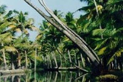 Sex workers clean Kerala's streets