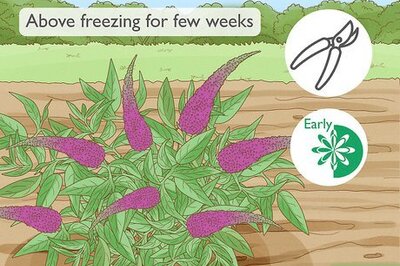 When to Prune Buddleia (Butterfly Bush) & How to Do It