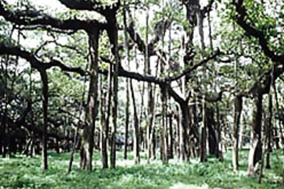 1,200 members of single family meet