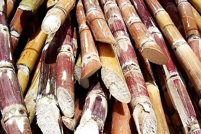 Standoff over sugarcane prices ends, mill owners announce dates for crushing