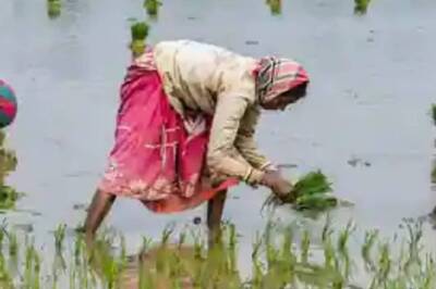 Amid Criticism, Centre Cites High Moisture Content for Postponement of Paddy Procurement in Punjab, Haryana