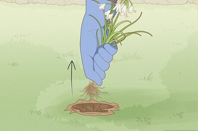 How to Get Rid of Onion Weed