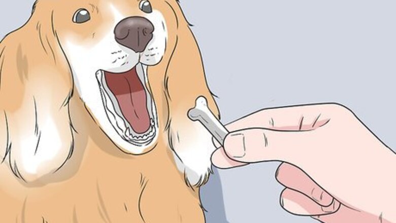 How to Train a Stubborn Dog
