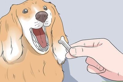 How to Train a Stubborn Dog