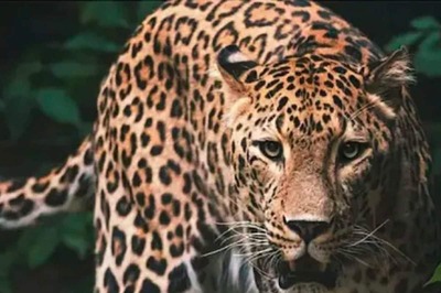 1 Killed, 3 Injured as Leopard Pounces on Car in Himachal Pradesh's Bilaspur