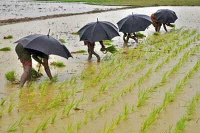 Grim Diwali for Farmers as Post Monsoon Showers Damage Crops