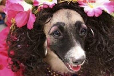 Nicaraguans celebrate mass for dogs, pray for cures