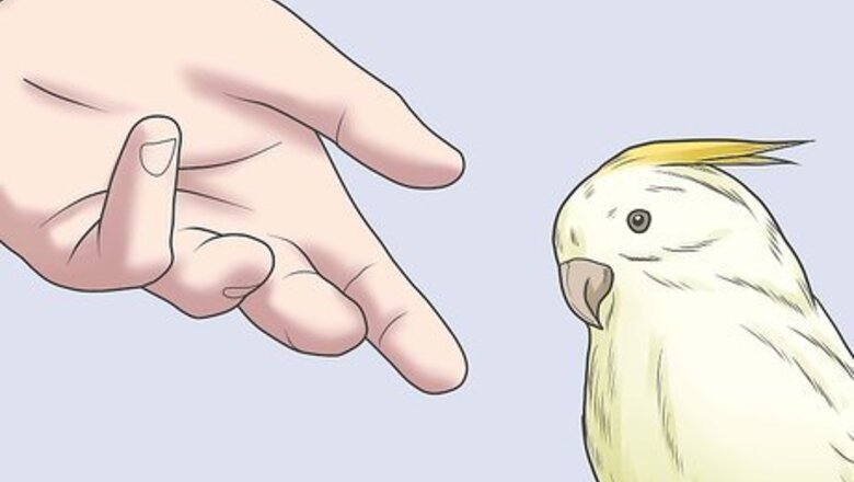 How to Have Wild Birds Eat Out of Your Hand