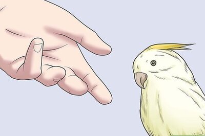 How to Have Wild Birds Eat Out of Your Hand