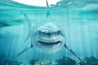 Shark Mauls Woman Swimmer in Sydney Harbour, Causes ‘Serious’ Leg Injury