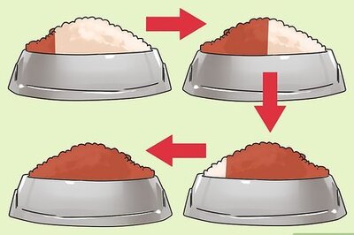 How to Change Your Cat's Routine