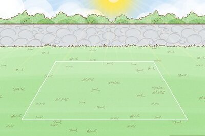 How to Plant Moso Bamboo Seeds