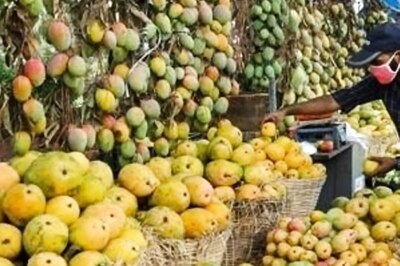 As Karnataka Govt Begins Selling Mangoes Online, News18 Brings You Juicy Facts about Many Varieties of This 'Khaas' Fruit