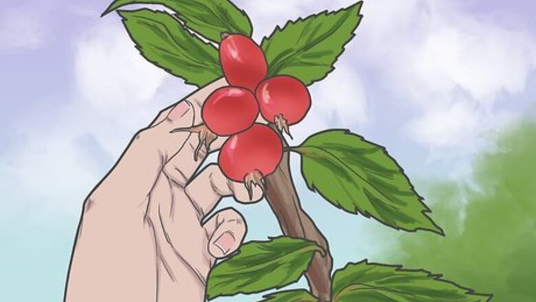 How to Use Rosehips for Health