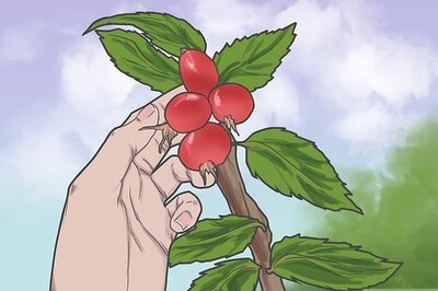 How to Use Rosehips for Health