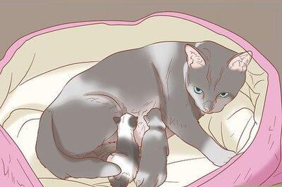 How to Hold Newborn Kittens