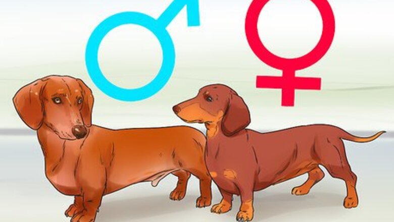How to Avoid Crossbreeding As a Dog Breeder