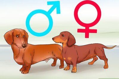 How to Avoid Crossbreeding As a Dog Breeder