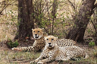 MP: Cheetah Strays Out Of KNP, Reaches Gwalior; Farmers Asked To Remain Alert