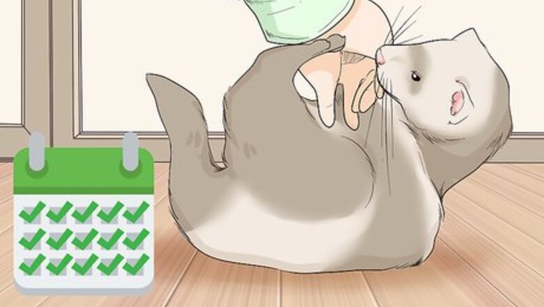 How to Keep a Single Ferret Happy