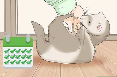 How to Keep a Single Ferret Happy