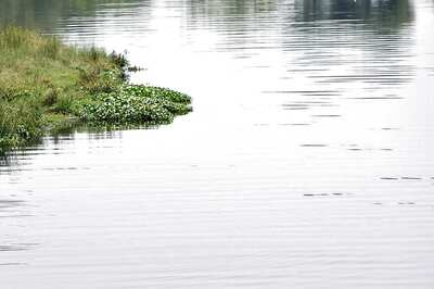 Ban on Farming Along Yamuna to Continue: NGT