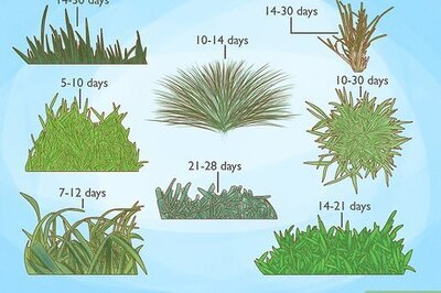 When Does Grass Seed Sprout? A Complete Growing Guide