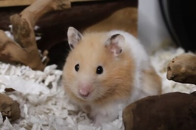 First Animal Study in India on Coronavirus Moves to Its Final Stage: AYUSH Ministry