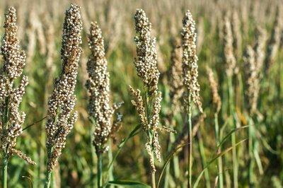 After UN Declares 2023 the ‘Year of Millets’, How India Plans to Cash In on the Superfood