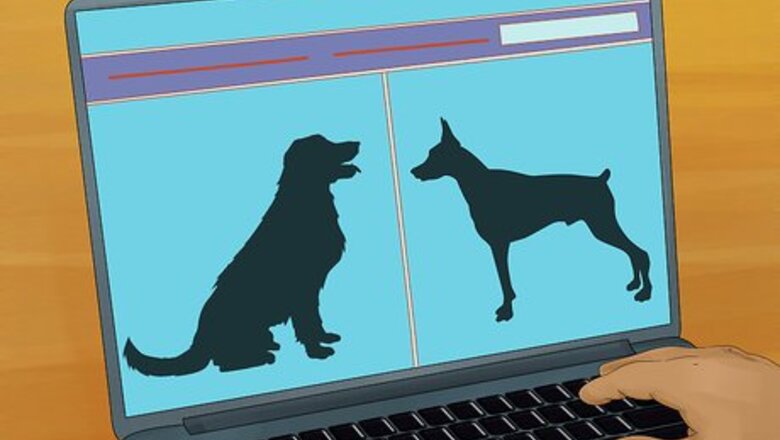 How to Adopt a Service Dog