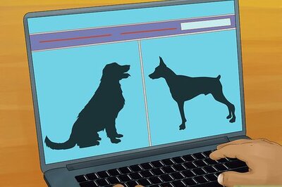 How to Adopt a Service Dog