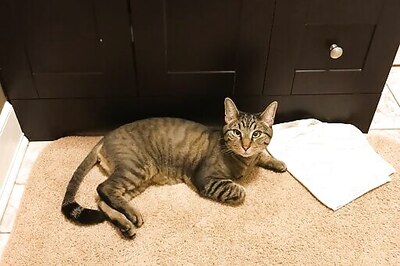 New Hampshire Senate Advances Pet Parity Bill