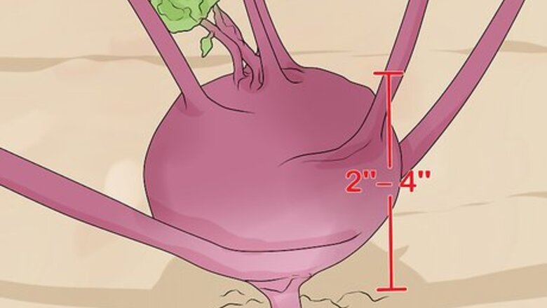 How to Harvest Kohlrabi