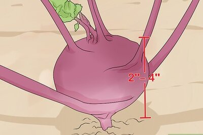 How to Harvest Kohlrabi