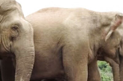 At Bengaluru's Bannerghatta National Park, Newborn Elephant Attracts Tourists