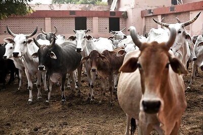Cabinet Gives Nod to Rs 13,343 Crore to Bear Full Cost of Livestock Vaccination