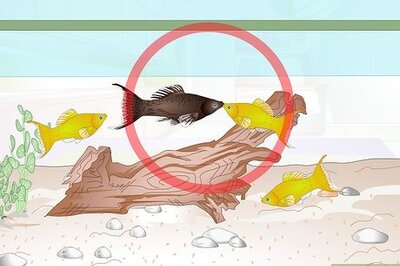 How to Breed Molly Fish