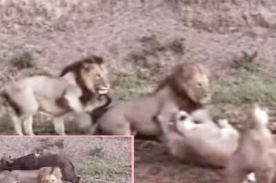 Watch: Lions Lose Prey After Fierce In-fighting, Buffalo Walks Away Unscathed