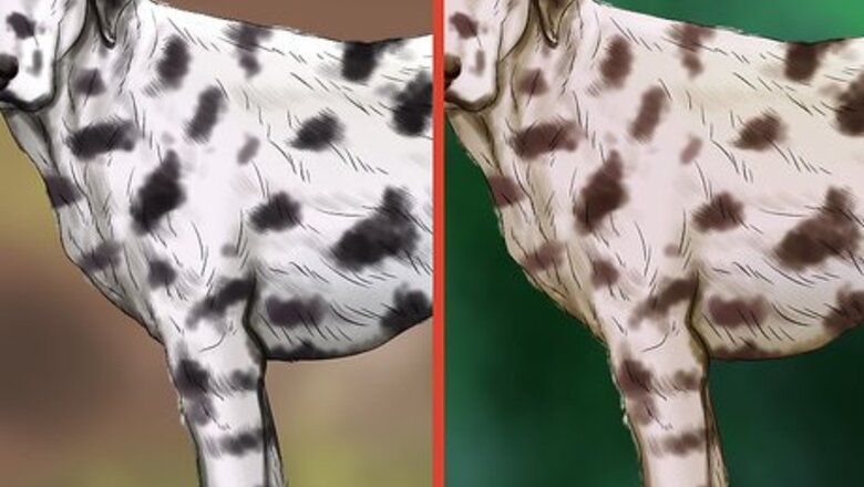 How to Identify a Dalmatian