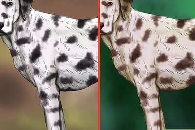 How to Identify a Dalmatian