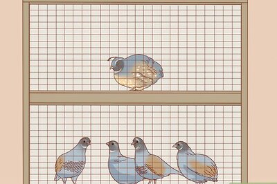 How to Care for a Wounded Quail